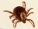 American mite